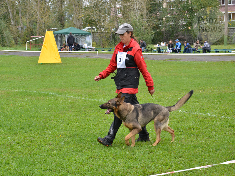 страховка ребенку для занятий и соревнований по спортивно-прикладному собаководству