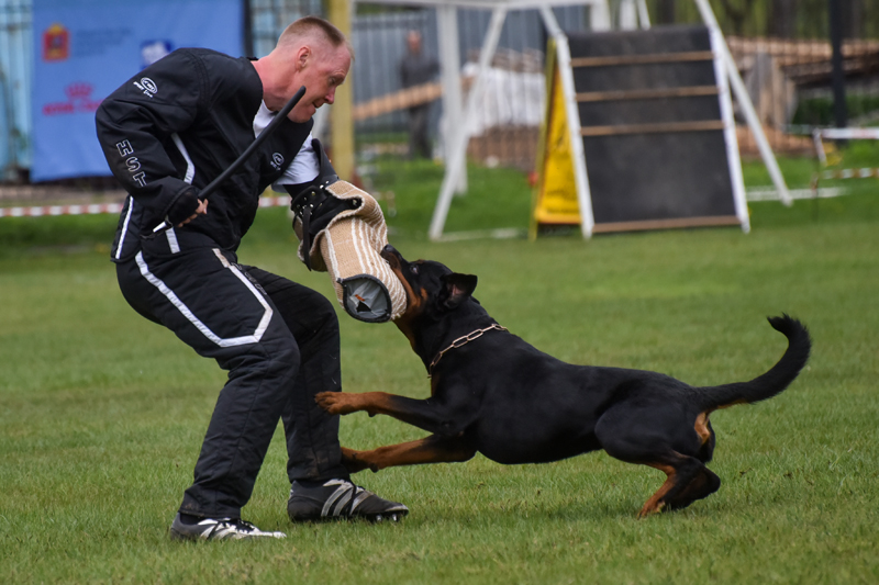 страхование спортсменов для тренировок и соревнований по спортивно-прикладного собаководства